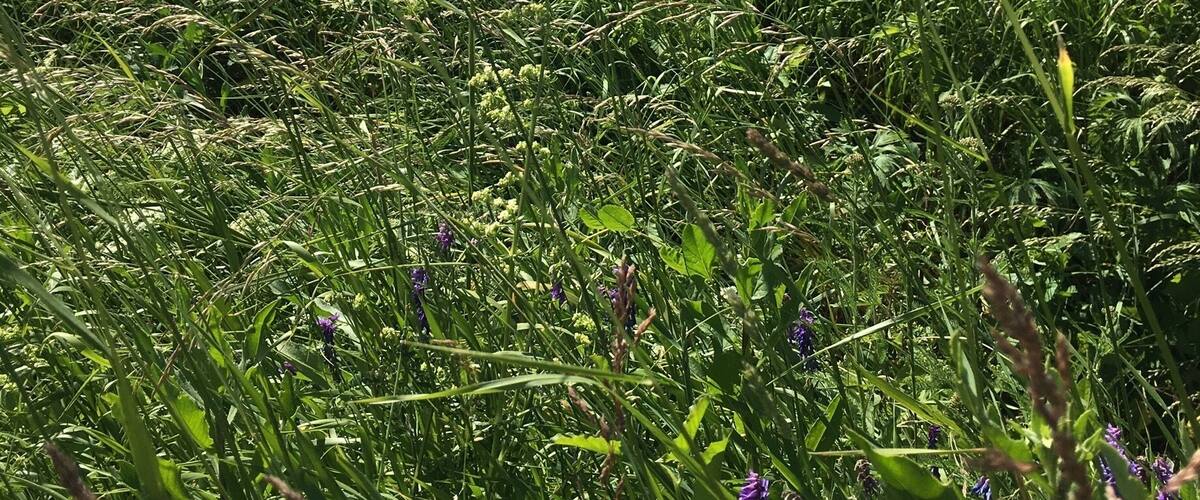 A field with tall grasses and purple flowers under a clear blue sky.