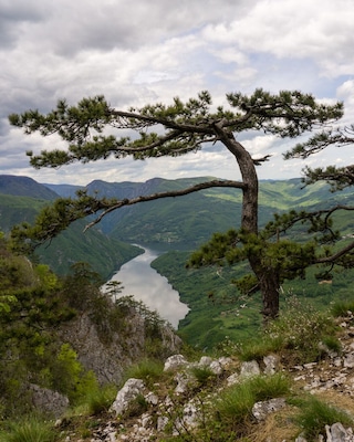 The Tara Nationalpark in Serbia is an awesome place to go hiking. We found this tree right next to the quite busy viewpoint Banjska Stena. We started our hike in Mitrovac and did a circular trail (route 9 to the viewpoint and 9a to go back) which took around 4 hours. There is a road to the viewpoint, so there are far more people than on the hiking trail, but it is still definitely worth a visit. The views are amazing!
#Serbia #Tara #Nationalpark #Nature #Outdoor #Hiking