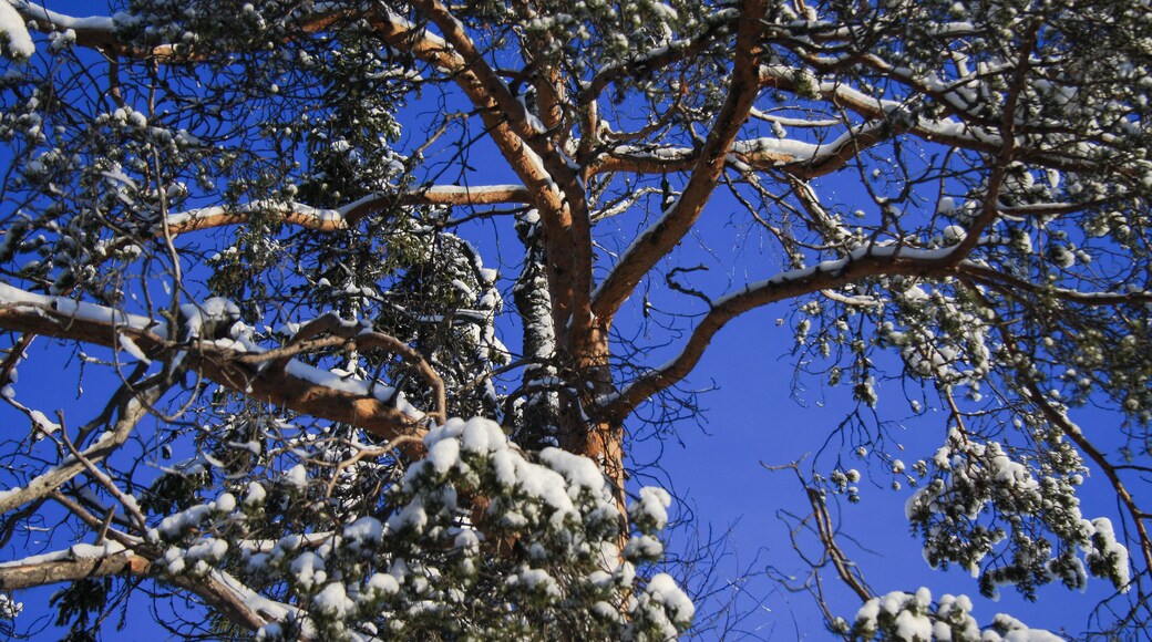 Distrito Urbano de Kostomuksha