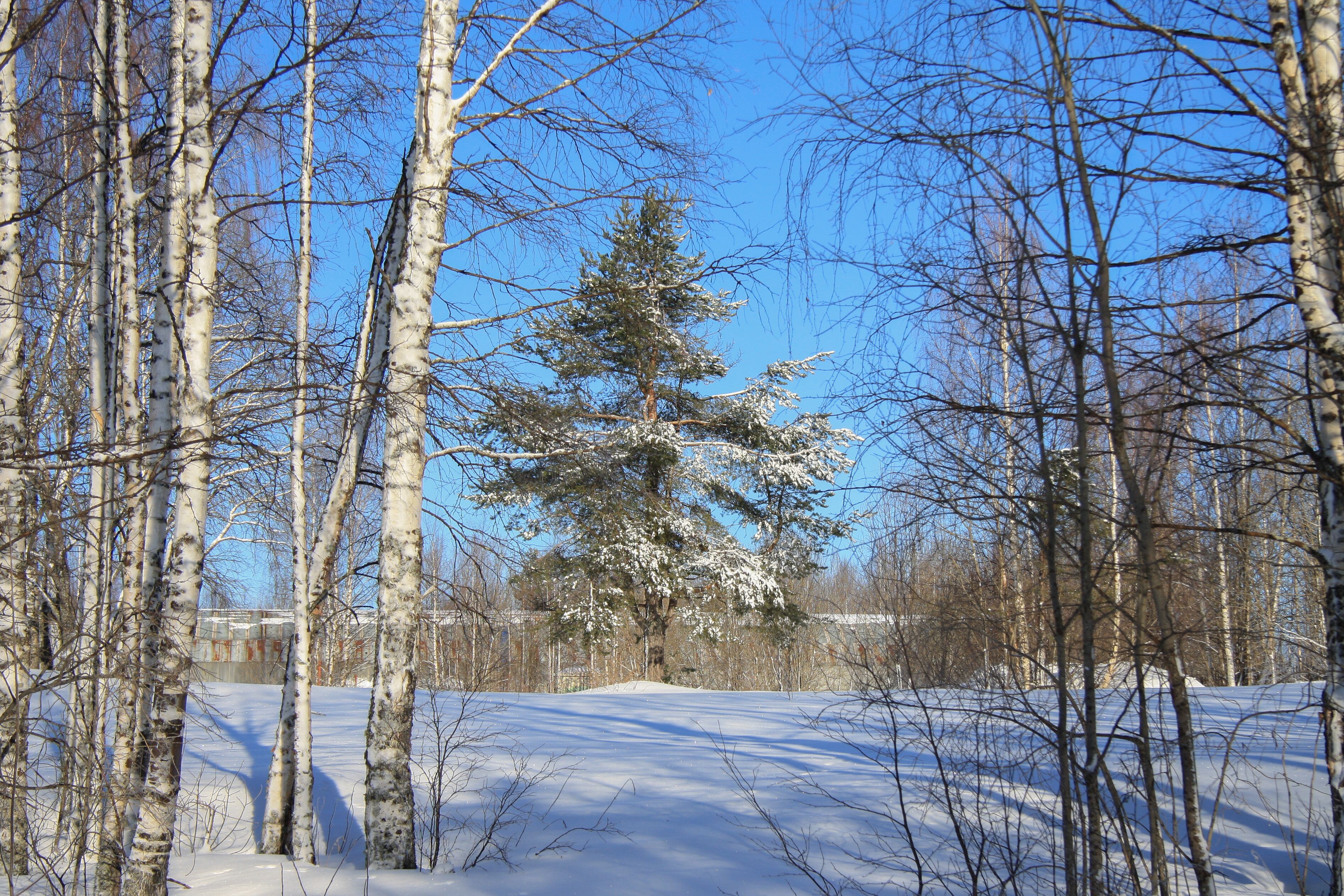 Distrito Urbano de Kostomuksha