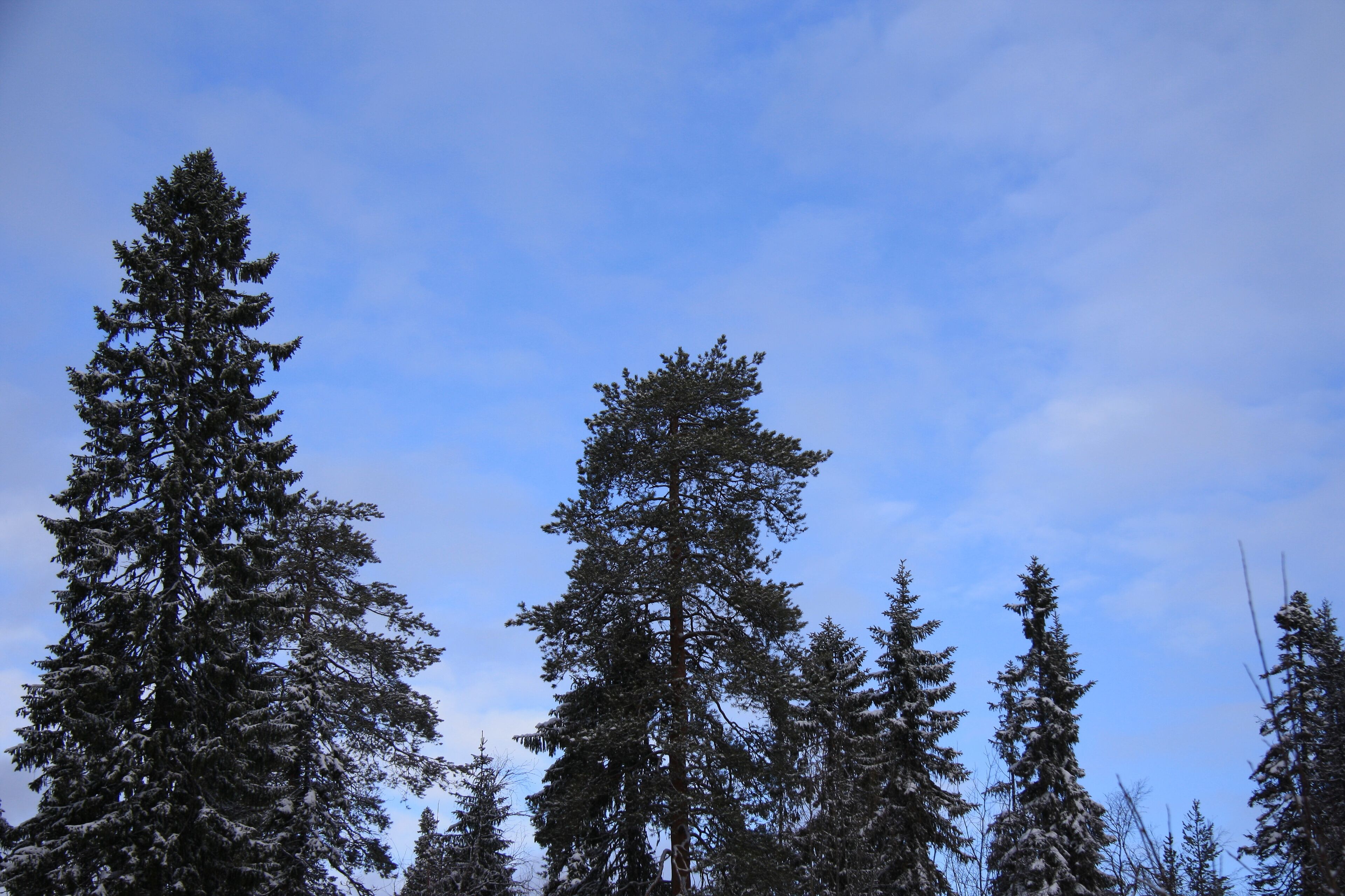 Distrito Urbano de Kostomuksha