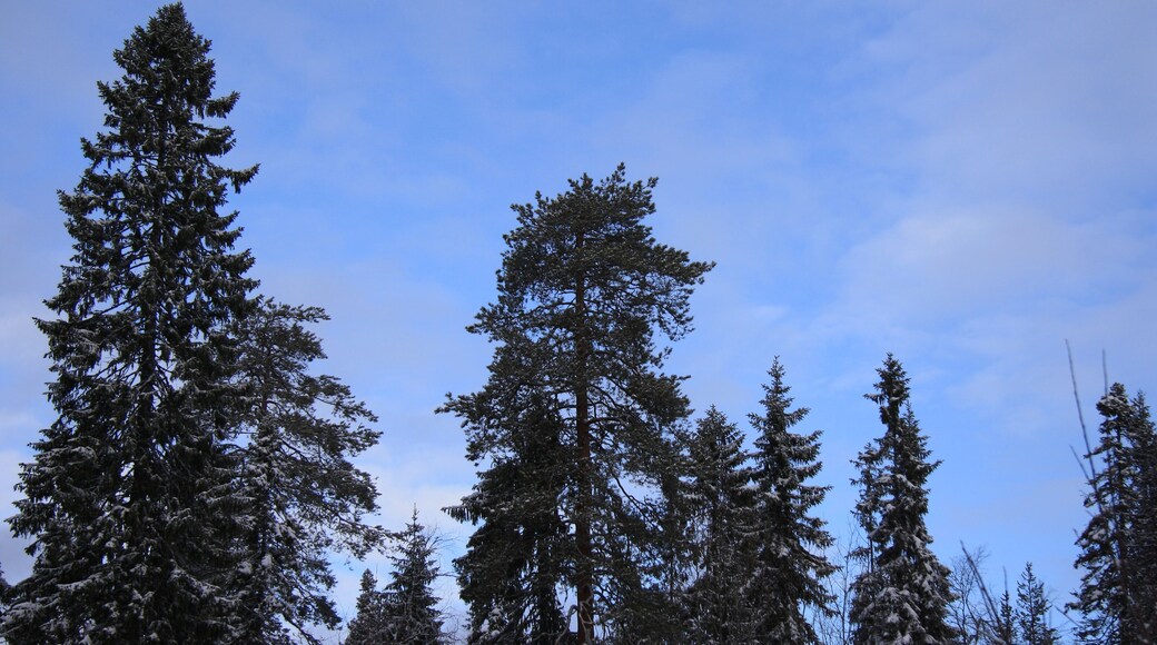 Distrito Urbano de Kostomuksha