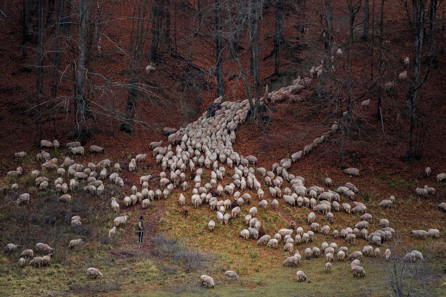 Winter training. The sheep return to lower areas for winter.