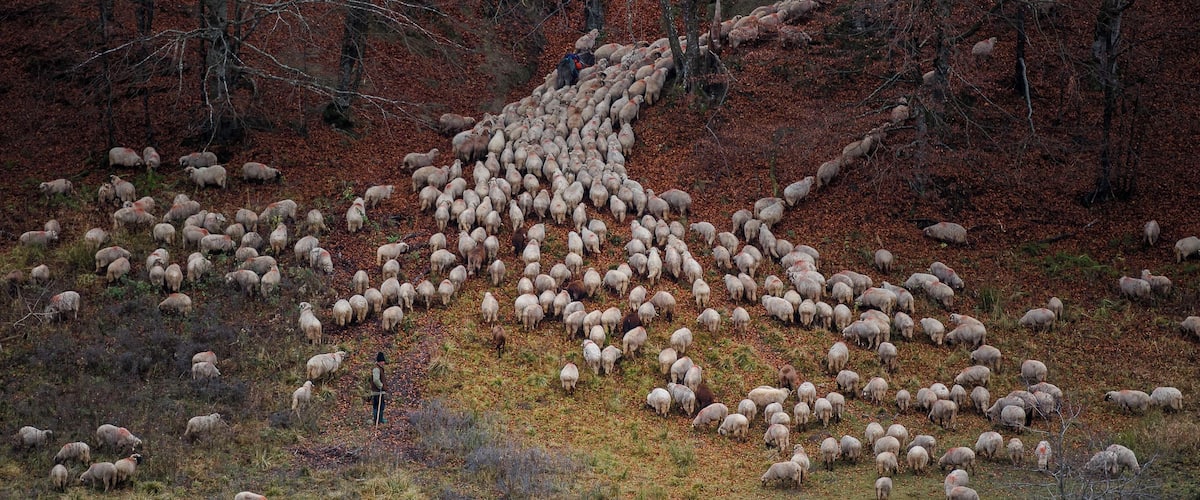A large flock of sheep grazing on a hillside with a shepherd.