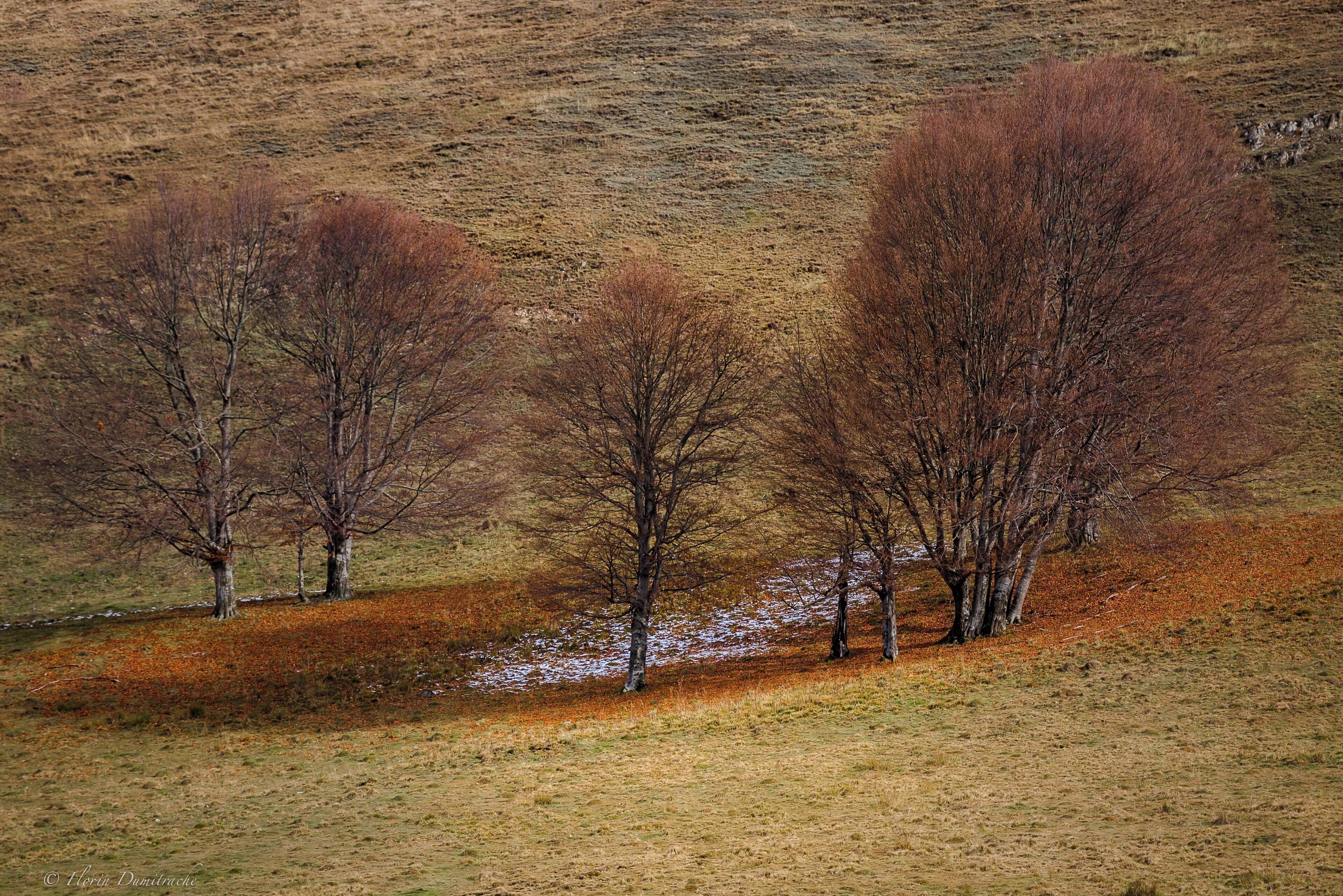 The fallen leaves plus a snowflake creates a perfect picture.