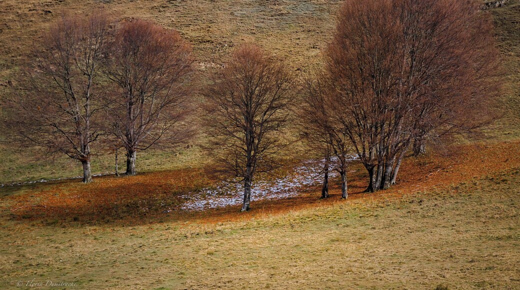 The fallen leaves plus a snowflake creates a perfect picture.