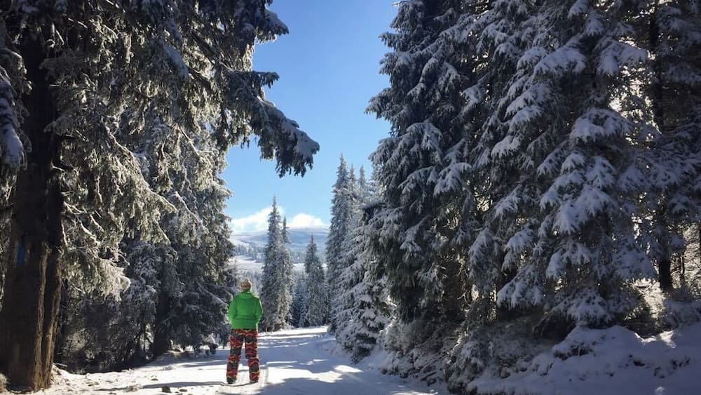 Ein verschneiter Waldweg mit immergrünen Bäumen und blauem Himmel.