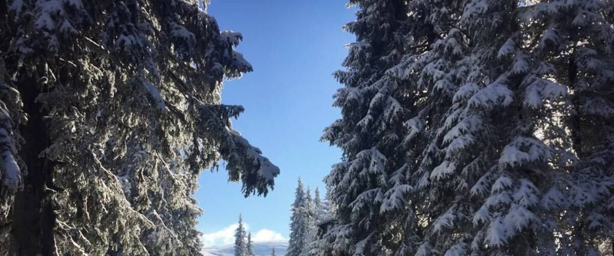 A snow-covered forest path with evergreen trees and a clear blue sky.