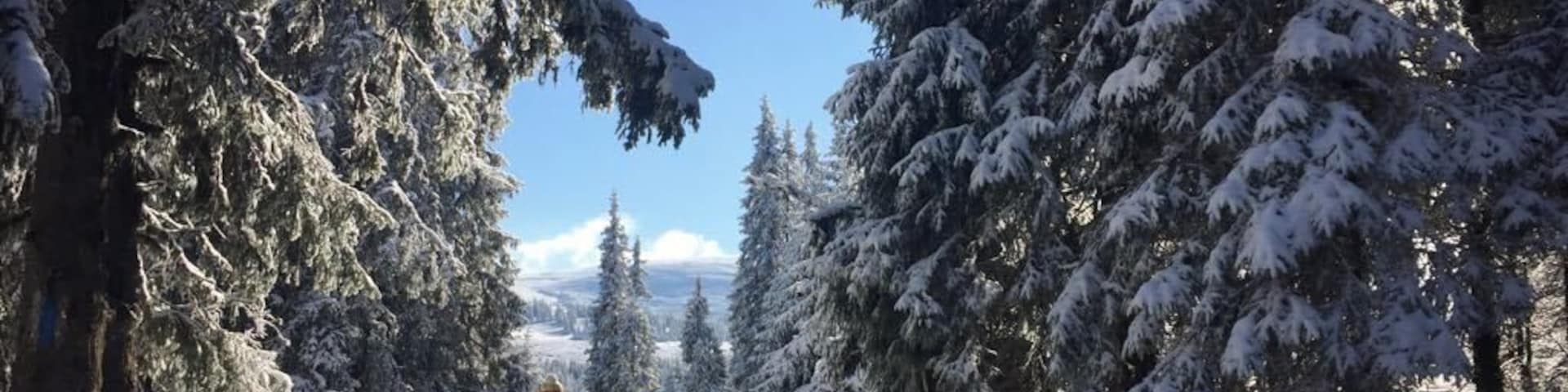 A snow-covered forest path with evergreen trees and a clear blue sky.