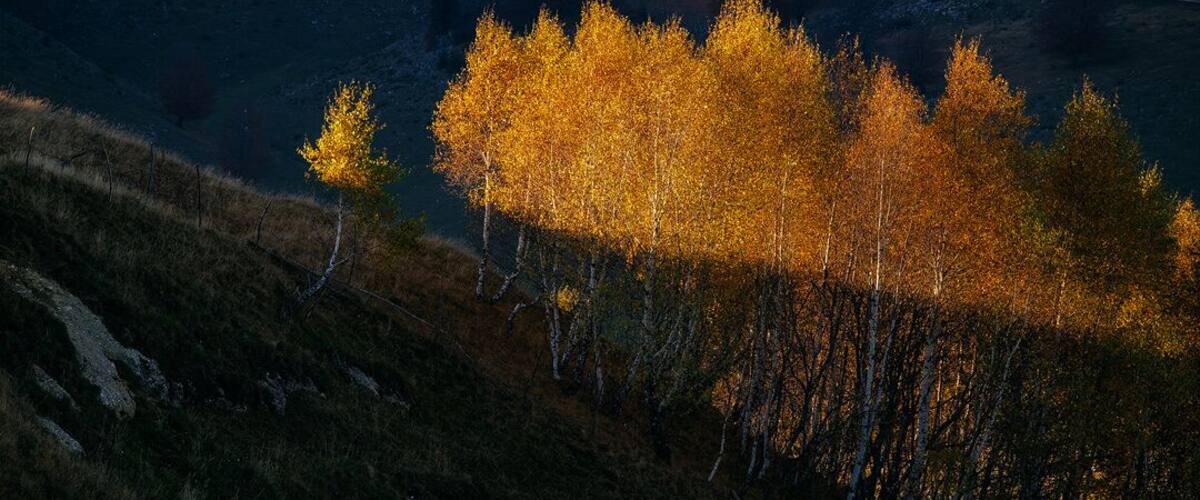 A forest with autumn-colored trees on a hillside.