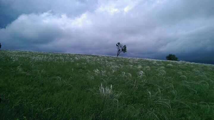 A grassy field with a single tree and a cloudy sky.