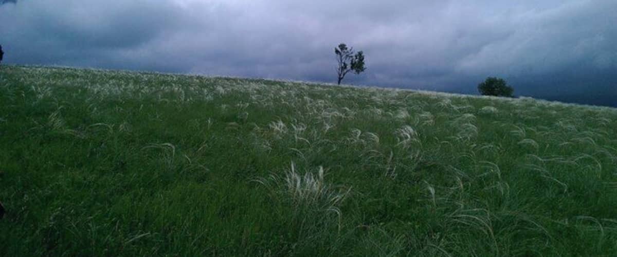 A grassy field with a single tree and a cloudy sky.