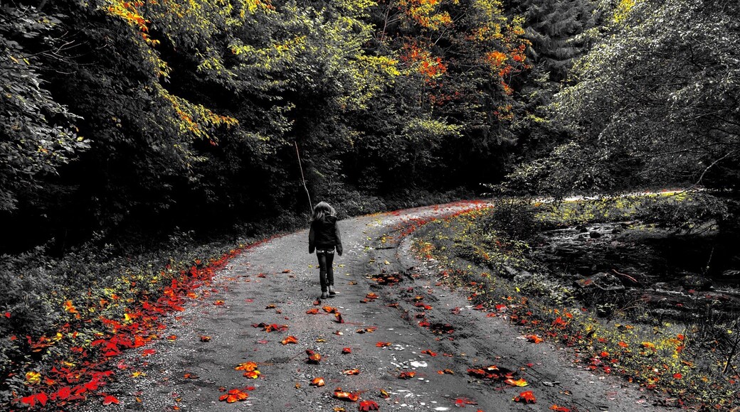 She had the road all for herself
#colorful fall #sibiu #romania