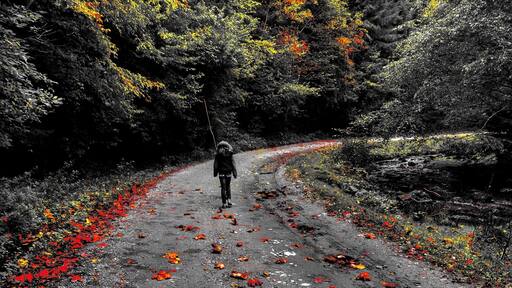 She had the road all for herself
#colorful fall #sibiu #romania