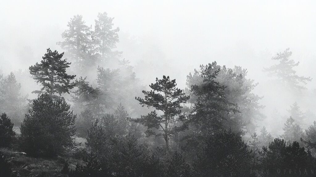 Pine trees on rocky slopes seen on a foggy morning near Rimetea, in Apuseni Mountains. Go for the diverse and sometimes spectacular geology (mostly old metamorphic rocks) and stay for the food.
www.doruoprisan.com