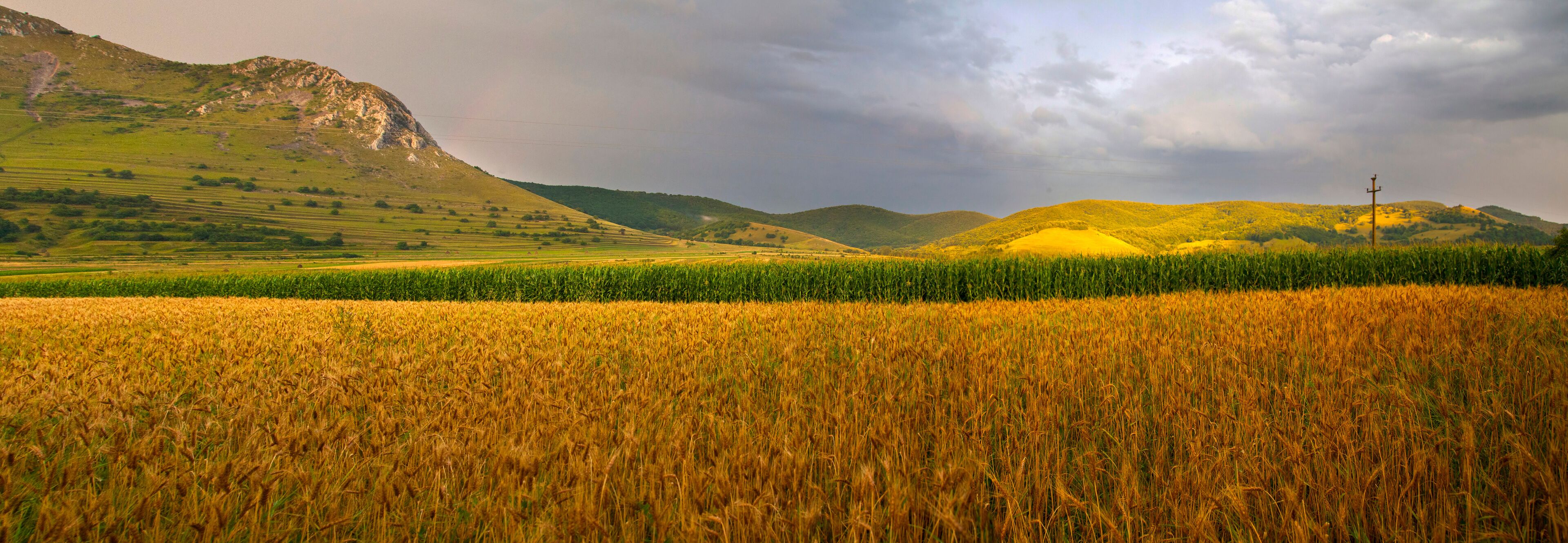 A golden wheat field with a green hedge and a mountain in the background.