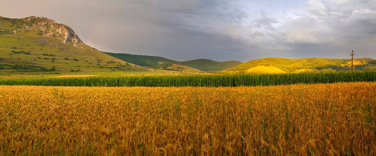 A golden wheat field with a green hedge and a mountain in the background.