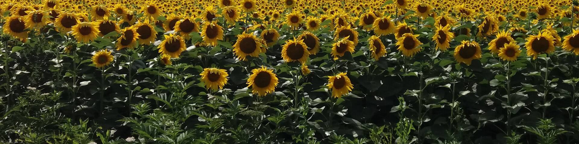 Somewhere on the road in Georgia