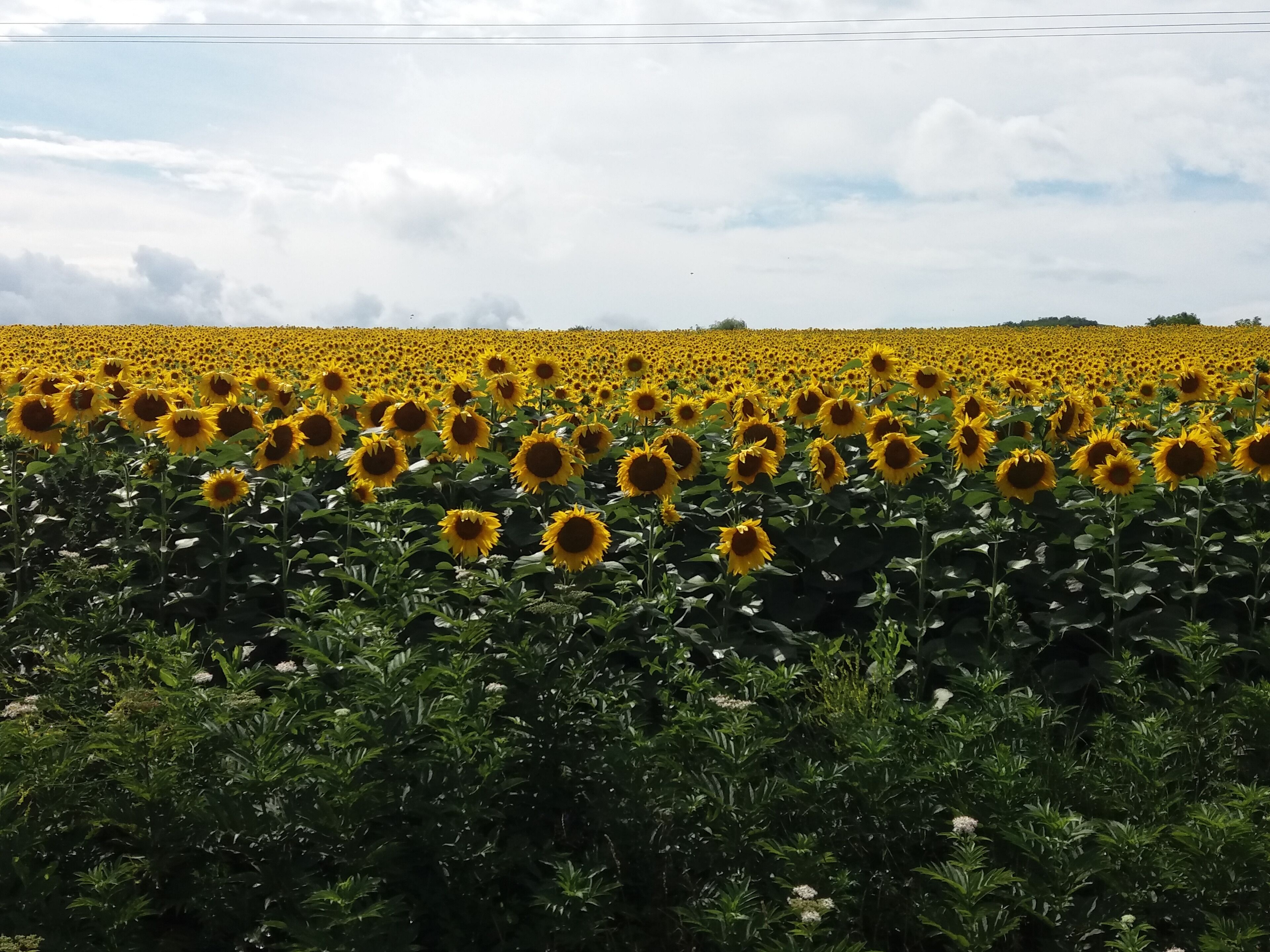A sunflower field under a cloudy sky.