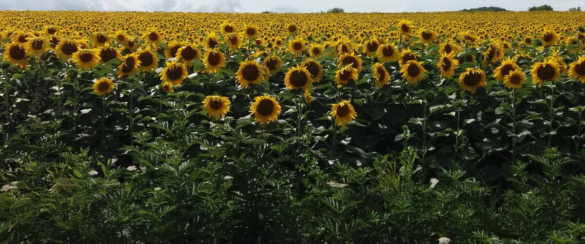 A sunflower field under a cloudy sky.