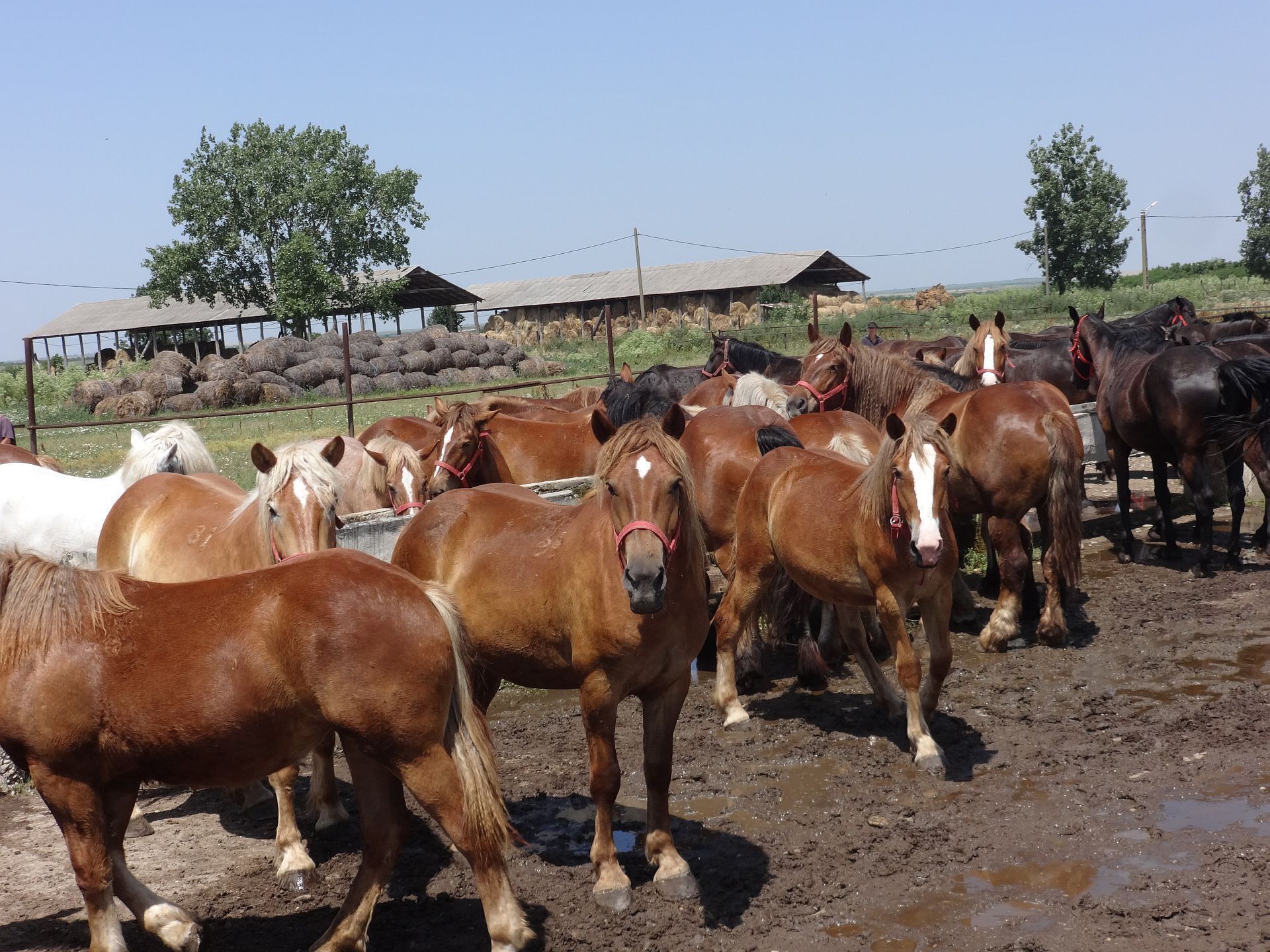 STUD FARM IZVIN Romania
Herd of horses after grazing drinking water on a hot day
