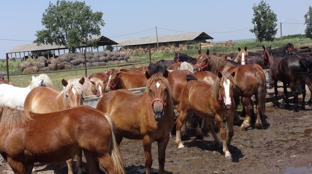 STUD FARM IZVIN Romania
Herd of horses after grazing drinking water on a hot day