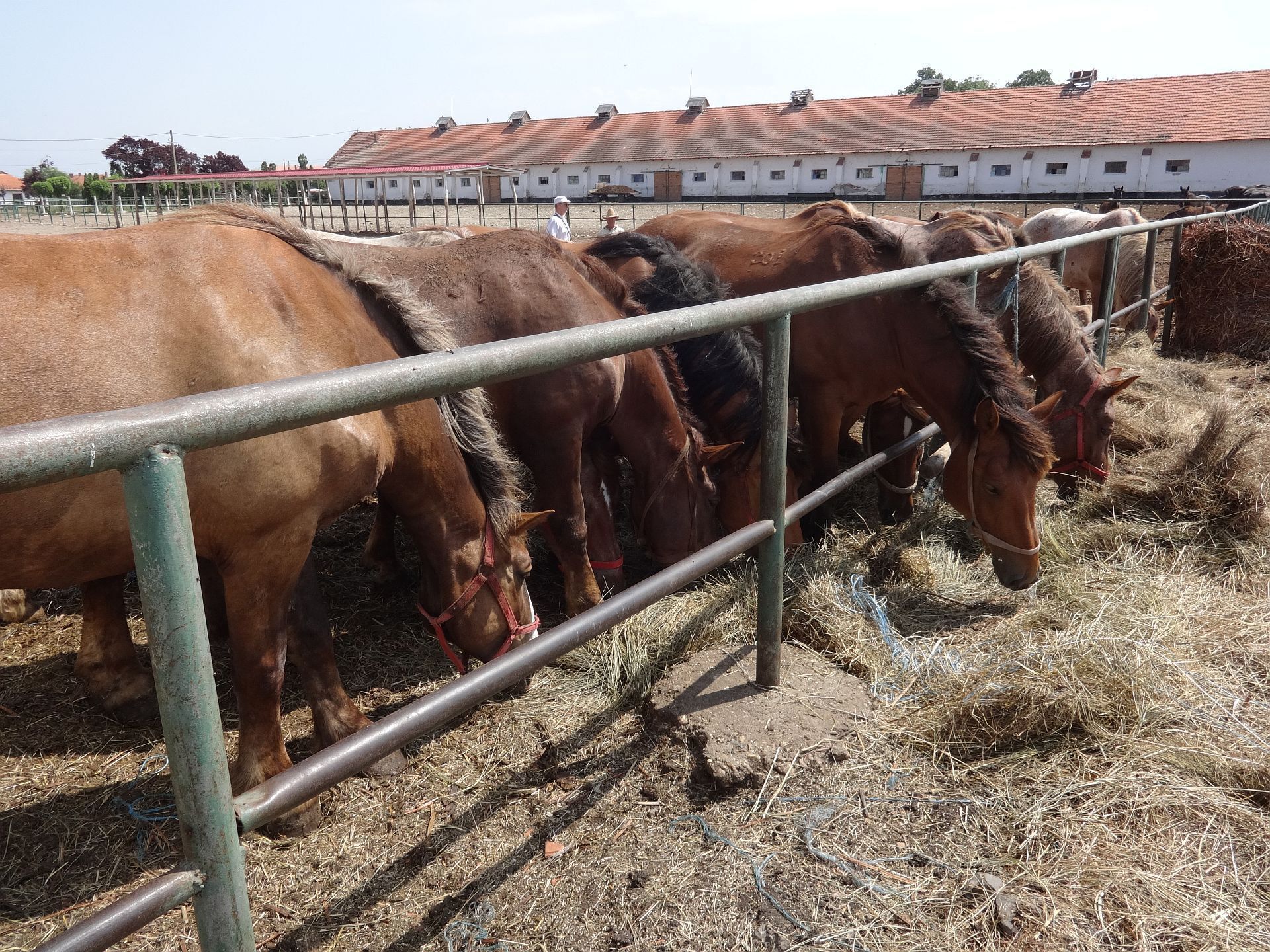 STUD FARM IZVIN Romania
Many stud farms make male animals available for breeding to outside female animals that are not owned by the stud farm. Doing so provides an outside source of revenue to a stud farm via the stud fees paid to obtain the services of the stud animal as well as contributing to the overall genetic diversity of the animal's offspring.