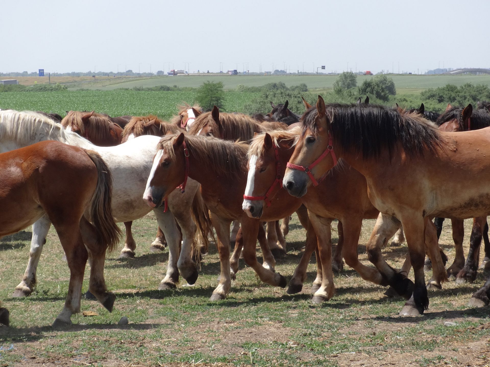 STUD FARM IZVIN Romania

Herd of Ardennes horses returning from grazing.

#TakeAHike