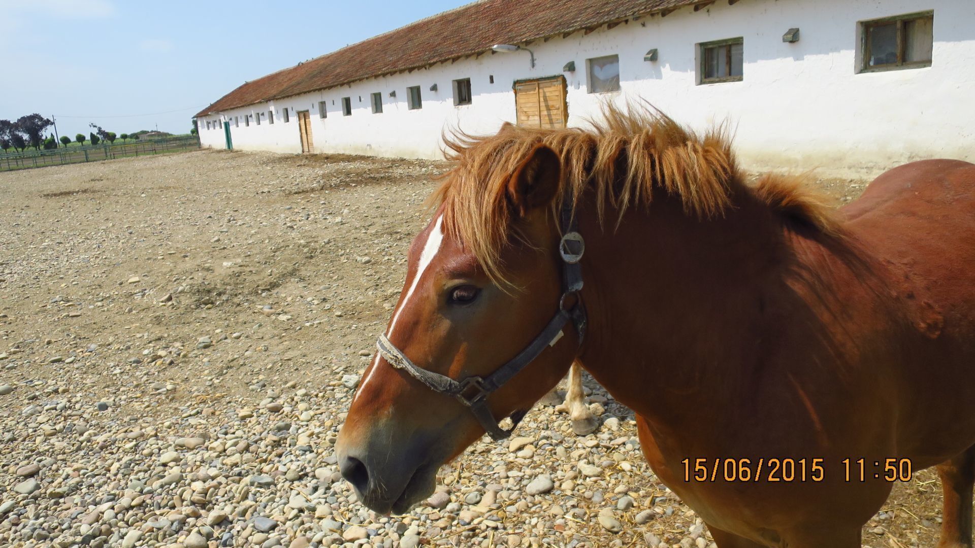 STUD FARM IZVIN Romania
Foal studying visitors