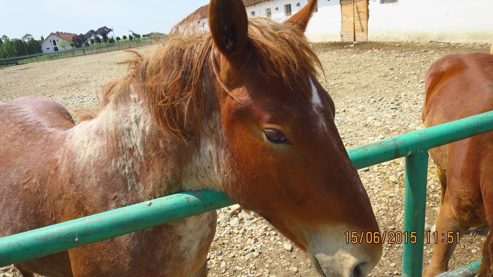 STUD FARM IZVIN Romania
Nice foals in the farmyard