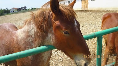 A horse behind a green metal fence in a rural setting with buildings and trees in the background.
