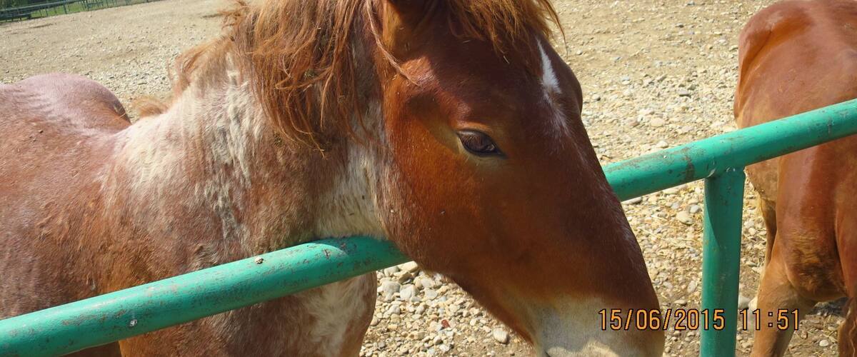 A horse behind a green metal fence in a rural setting with buildings and trees in the background.