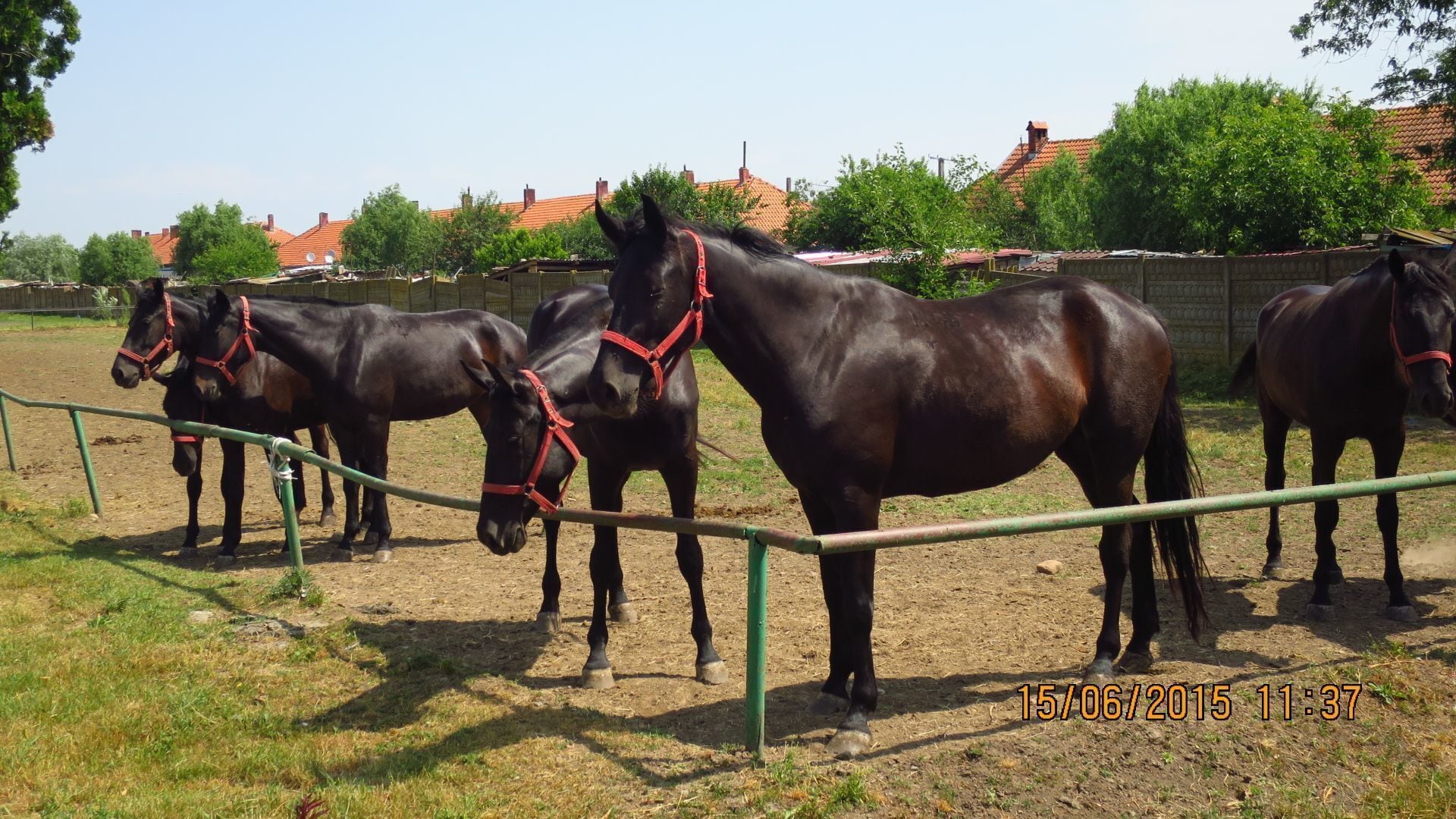 STUD FARM IZVIN Romania
A stud farm or stud in animal husbandry, is an establishment for selective breeding of livestock. The word "stud" comes from the Old English stod meaning "herd of horses, place where horses are kept for breeding"


#TakeAHike