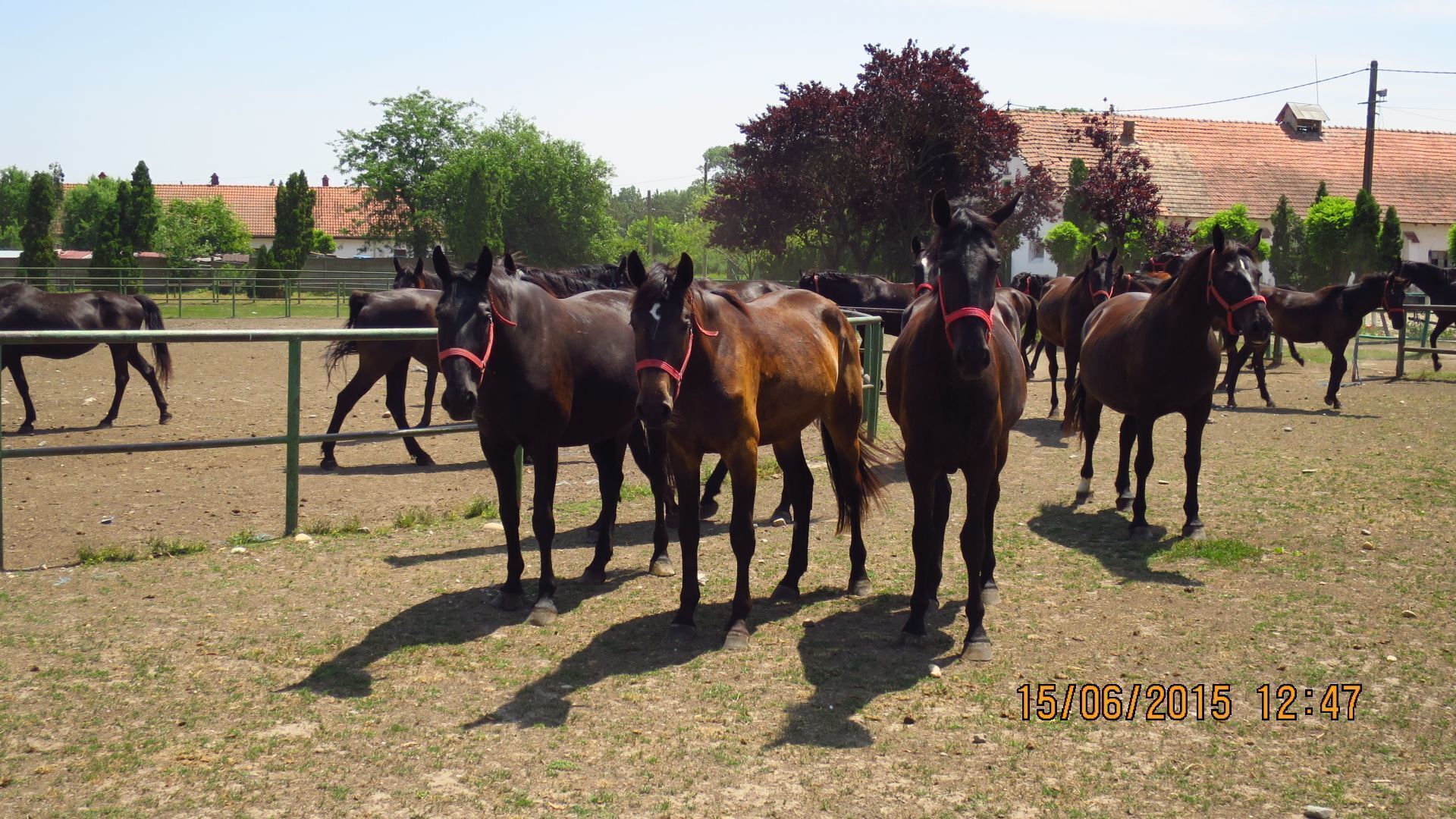 STUD FARM IZVIN Romania
Nonius horses