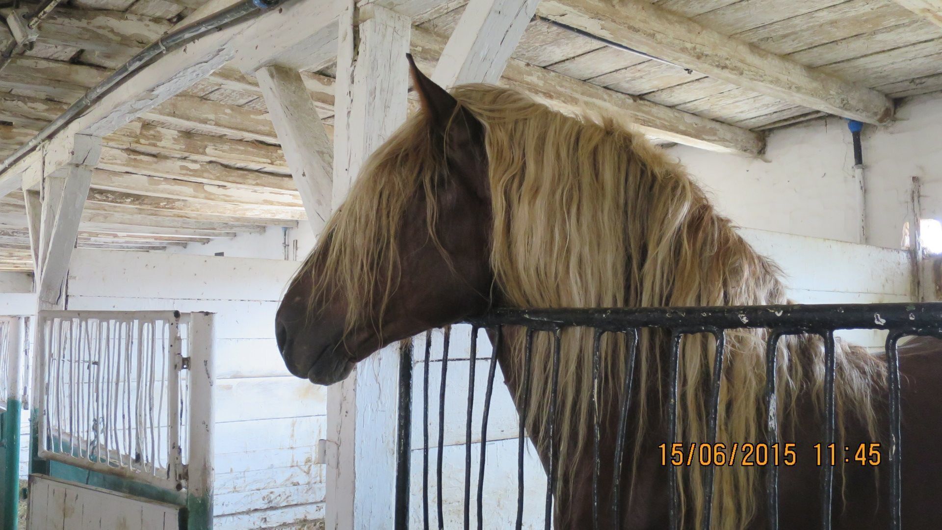 STUD FARM IZVIN Romania

Ardennes stallion