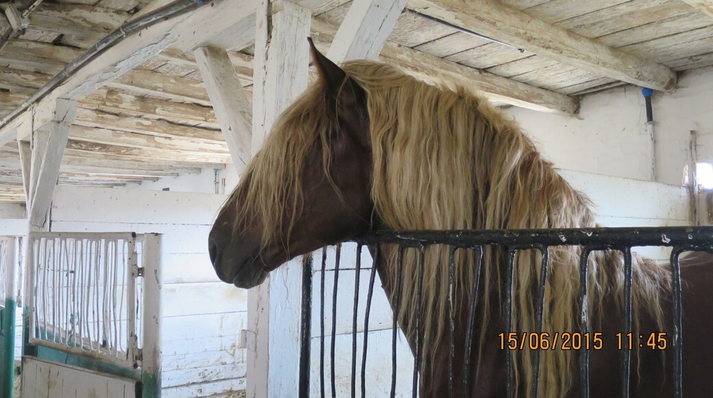 STUD FARM IZVIN Romania
Ardennes stallion