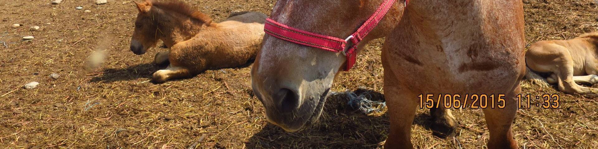 STUD FARM IZVIN Romania
Ardennes horses