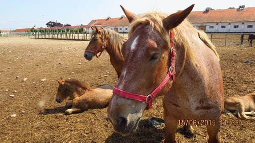 STUD FARM IZVIN Romania
Ardennes horses