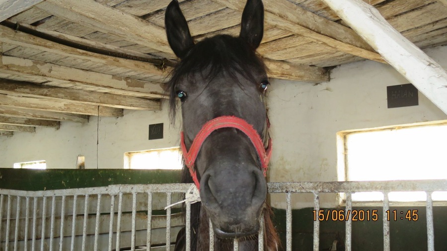 STUD FARM IZVIN Romania
A nice Nonius stallion