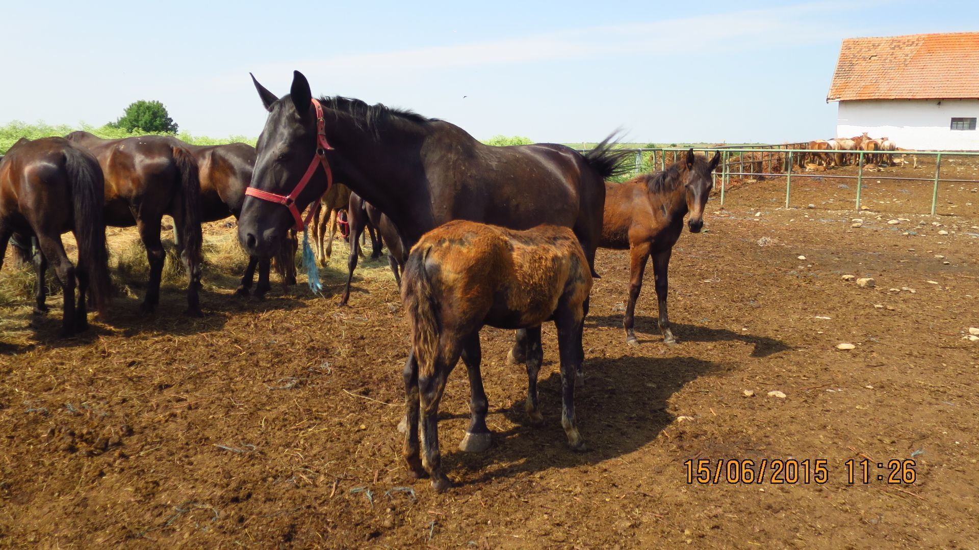 STUD FARM IZVIN Romania

Nonius horse mare
