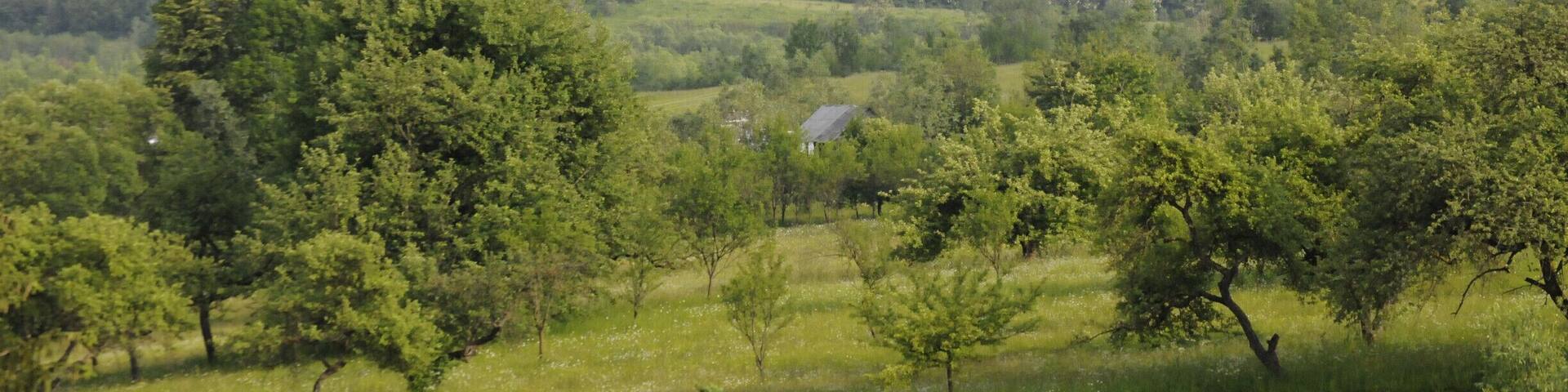 View from Biserica de lemn din Ieud Deal, wooden church completed in the seventeenth century.
"We came to understand that the locals’ zest for life and love for nature are fuelled by a strong connection to the spiritual world. Spirituality is of utmost importance to the people of Maramureş and the many wooden churches situated all over this region stand as evidence to this end. There are many special churches and they are all beautiful in their own way, but the one in Ieud is exquisite. We arrived on a calm summer’s evening and we were greeted by the smell of handmade soap and by the smiles on the villagers’ faces. The hill on which the church stands has in itself a feel of ‘solemn’, which turns into humbleness before the impressive frescoes. We decided to climb the old and squeaky wooden stairs leading to the church’s tower and the view revealed the surrounding hills framing the village – a small Eden, undisturbed and dateless! This place breathes history through all of its pores, as we were standing in the exact spot where the first document written in Romanian – ‘The Ieud Codex’ (1391) – was found. I
wondered - doesn’t this add a feel of ‘majesty’ to it all?"