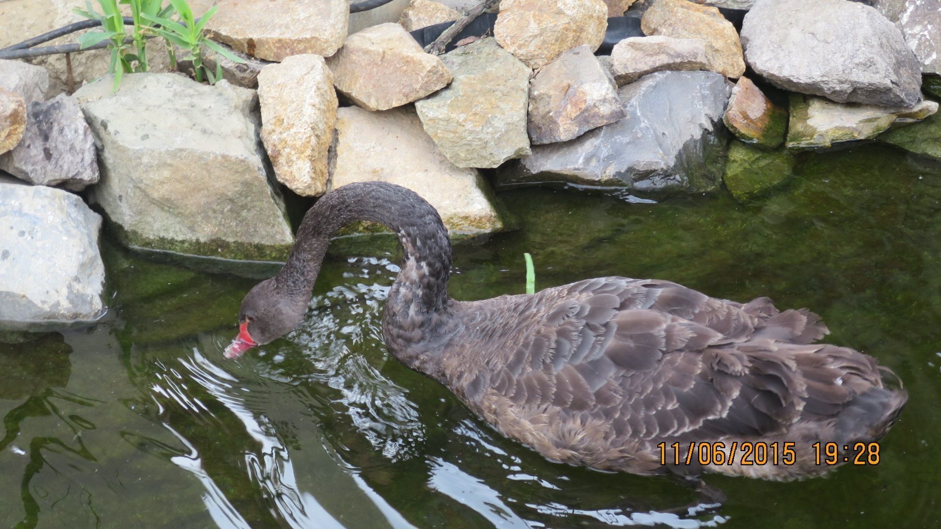 Giroc - is a commune in Timiș County, Romania. It is composed of two villages, Chișoda and Giroc. It is located near Timișoara, south of the city.
The black swan feels good in a little lke of an entertainment place in Giroc.
The black swan is very rare in Romania.