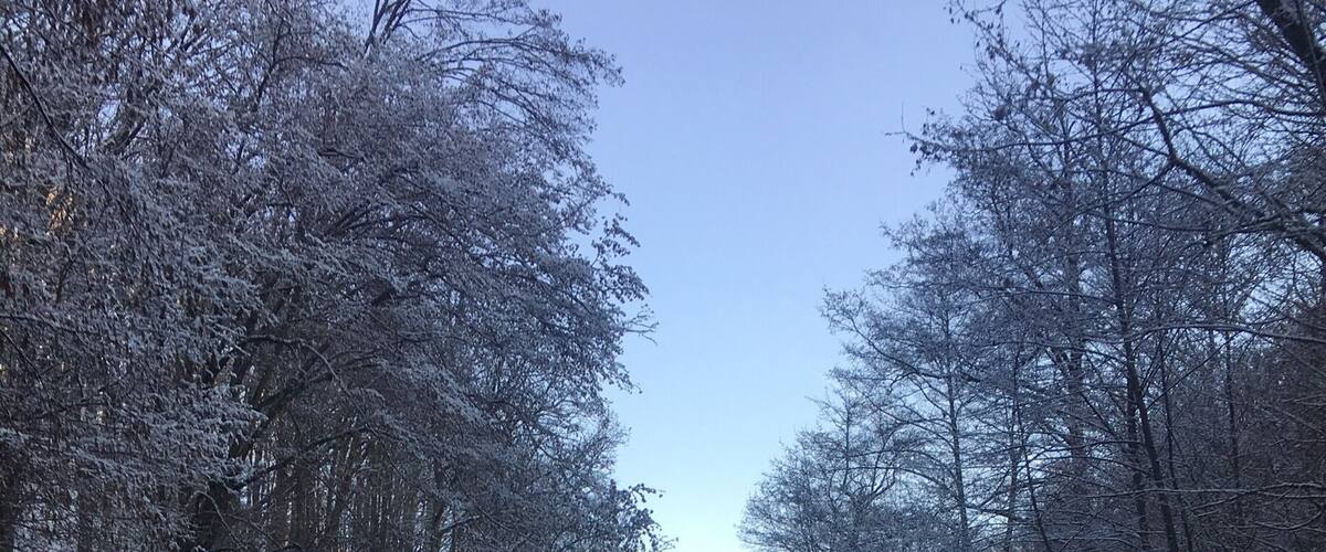 A snow-covered road flanked by trees with a clear sky above.