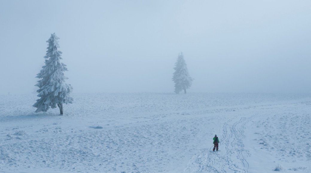 Off-piste snowboarding on November 30th. The scenery is splendid - some of the most beautiful views I've come across in Romania. The good news is that the snow lifts have started working, as of today. Enjoy the great white!
#WinterWonders
P.S. The video of our early-winter mini-trip--
https://youtu.be/WSfzuO9Vayc