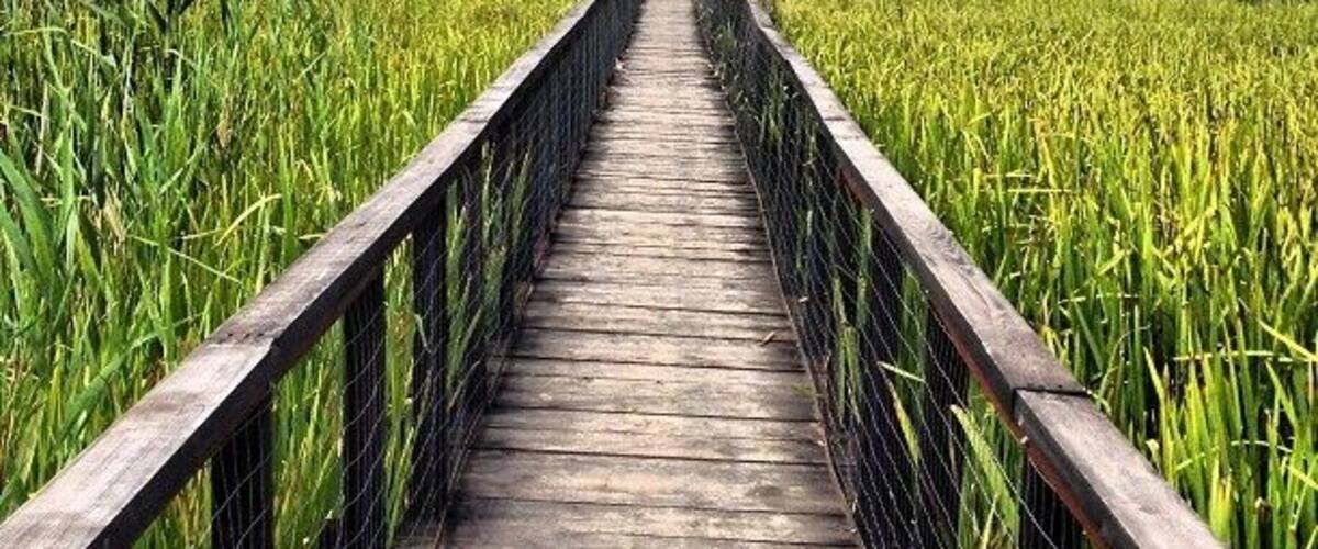 Comana is a National Park close to Bucharest, where it is believed that Vlad Tepes (the famous Dracula), actually died in 1477 during a battle. Near the forest there is also a small delta where you can do some bird watching.