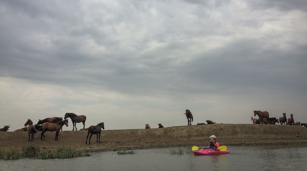 At the end of our morning paddling session. The storm was coming, it was the last day of our Delta adventure, and there were 2 ferry crossings and >300 km left to drive back to Brasov. Saying goodbye to the wild!
#waterlust