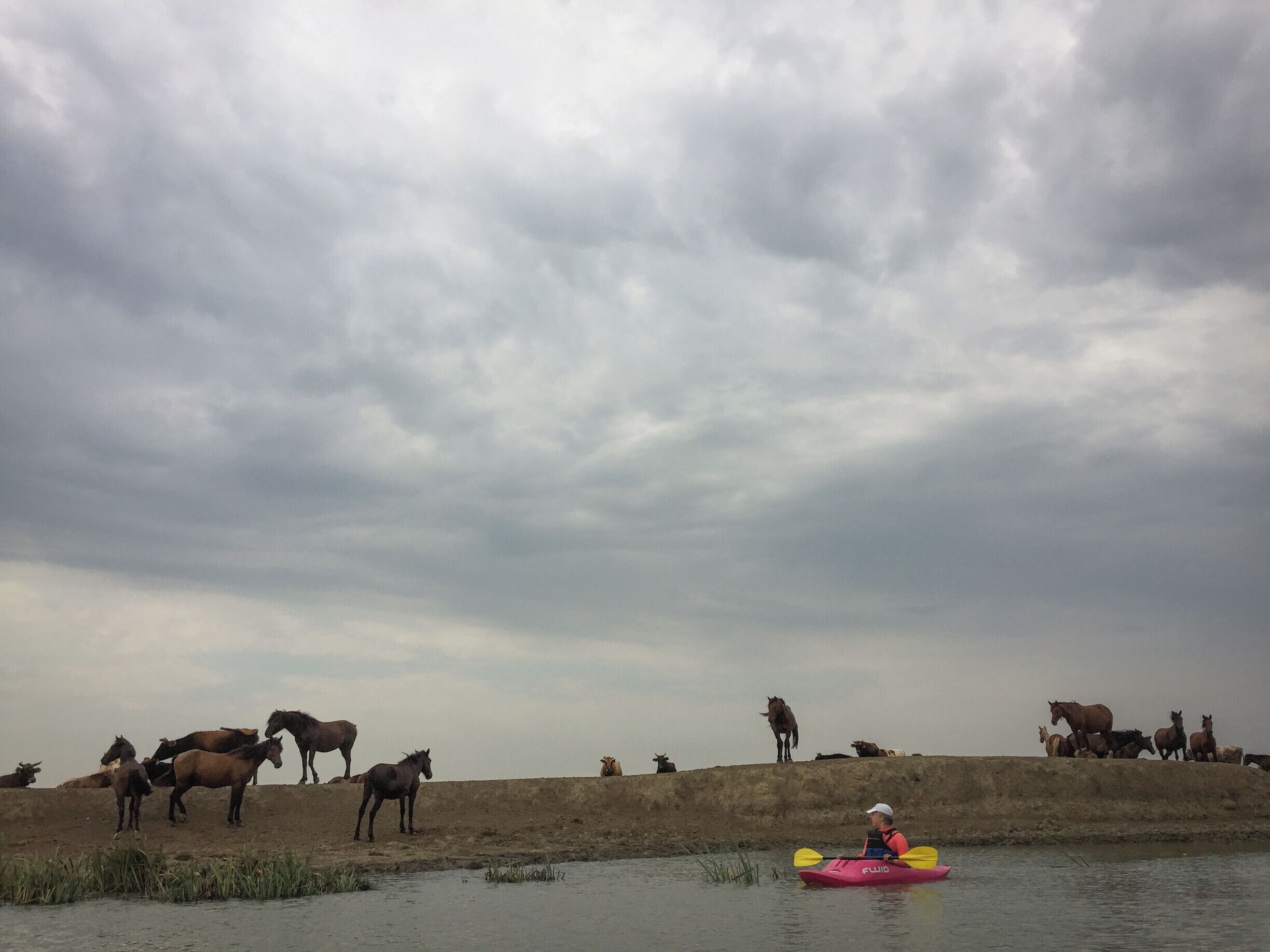 A kayaker on a river with horses on a nearby hill.