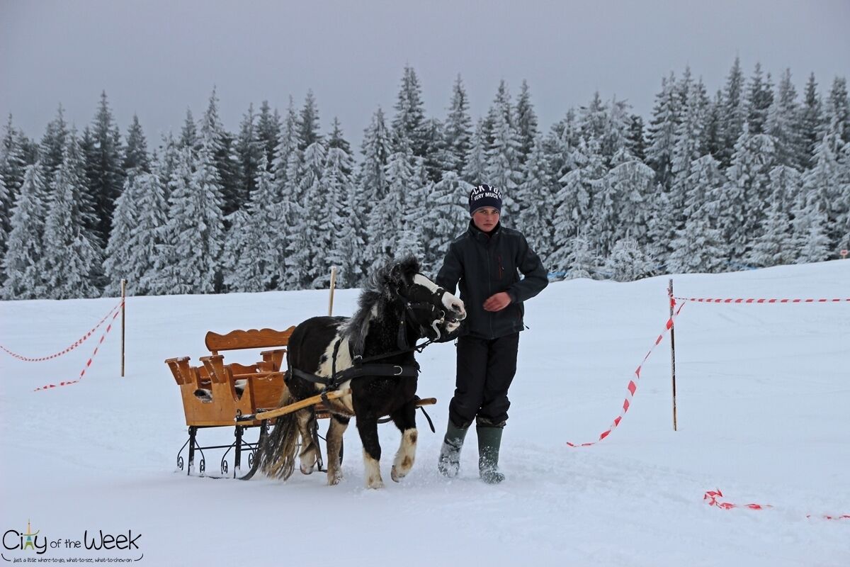 A person leading a horse-drawn sleigh through a snowy forest.