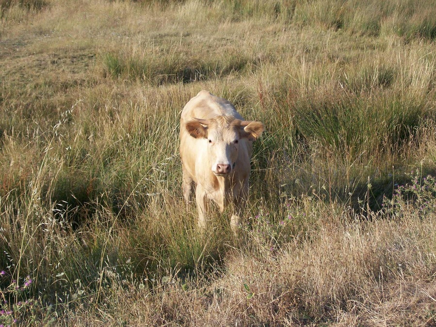 Cow from mirandesa bred.