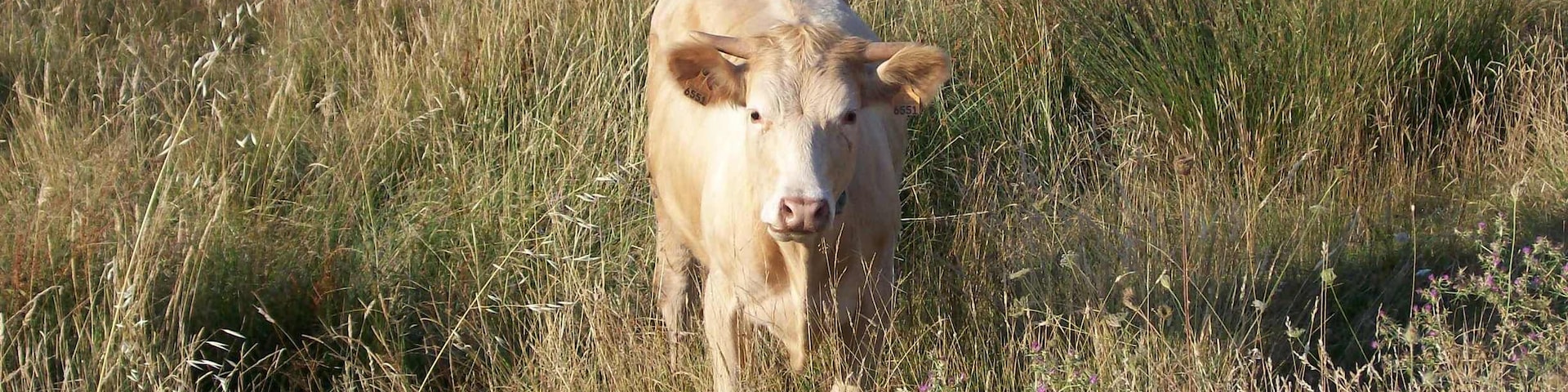Cow from mirandesa bred.